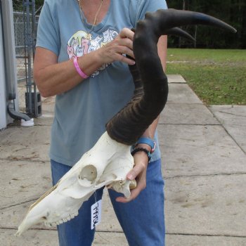 B-Grade 22" Horns on 16" Male Red Hartebeest Skull - $75