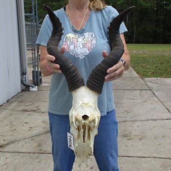 B-Grade 22" Horns on 16" Male Red Hartebeest Skull - $75