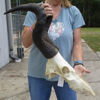 B-Grade 22" Horns on 16" Male Red Hartebeest Skull - $75