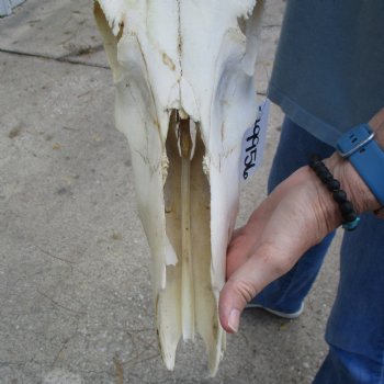 B-Grade 22" Horns on 16" Male Red Hartebeest Skull - $75