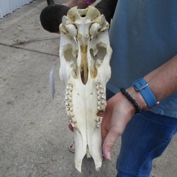 B-Grade 22" Horns on 16" Male Red Hartebeest Skull - $75