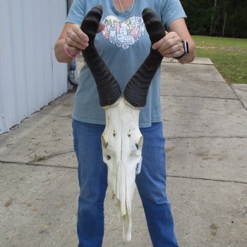 C-Grade 20" & 21" Horns on 18" Male Red Hartebeest Skull - $60