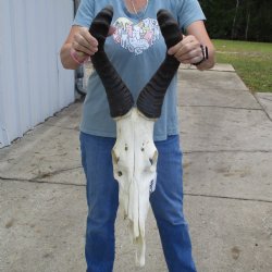 C-Grade 20" & 21" Horns on 18" Male Red Hartebeest Skull - $60