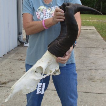 C-Grade 20" & 21" Horns on 18" Male Red Hartebeest Skull - $60