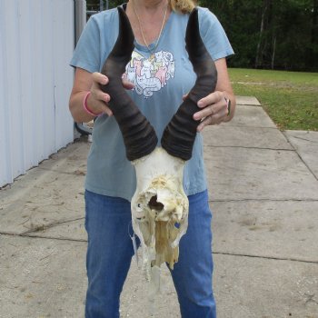 C-Grade 20" & 21" Horns on 18" Male Red Hartebeest Skull - $60