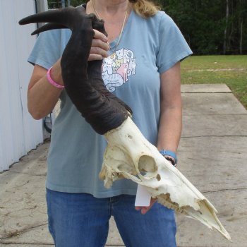 C-Grade 20" & 21" Horns on 18" Male Red Hartebeest Skull - $60