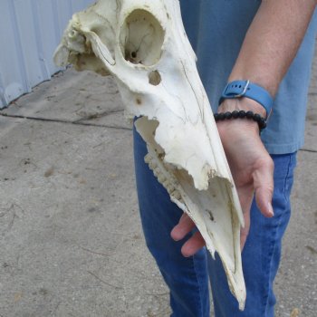 C-Grade 20" & 21" Horns on 18" Male Red Hartebeest Skull - $60