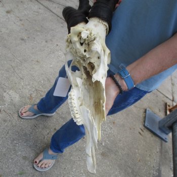 C-Grade 20" & 21" Horns on 18" Male Red Hartebeest Skull - $60