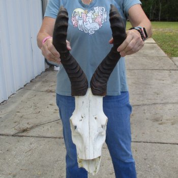 C-Grade 21" Horns on 12" Male Red Hartebeest Skull - $55