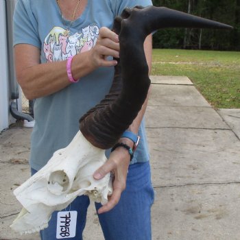 C-Grade 21" Horns on 12" Male Red Hartebeest Skull - $55