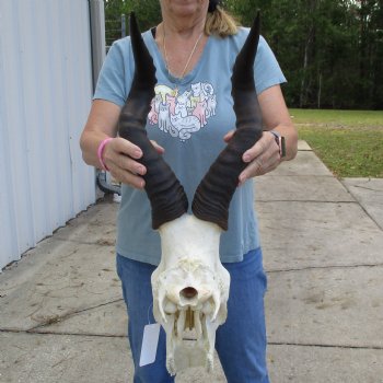 C-Grade 21" Horns on 12" Male Red Hartebeest Skull - $55