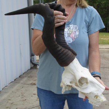 C-Grade 21" Horns on 12" Male Red Hartebeest Skull - $55