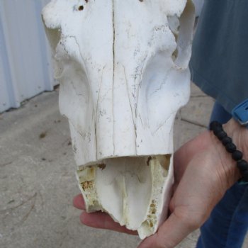 C-Grade 21" Horns on 12" Male Red Hartebeest Skull - $55