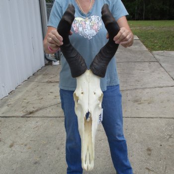 B-Grade 23" Horns on 17" Male Red Hartebeest Skull - $75