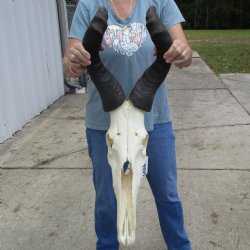 B-Grade 23" Horns on 17" Male Red Hartebeest Skull - $75