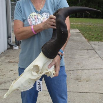 B-Grade 23" Horns on 17" Male Red Hartebeest Skull - $75