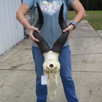 B-Grade 23" Horns on 17" Male Red Hartebeest Skull - $75