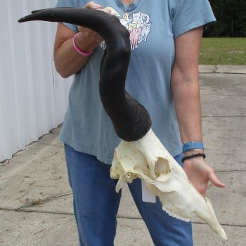 B-Grade 23" Horns on 17" Male Red Hartebeest Skull - $75