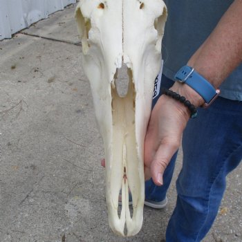 B-Grade 23" Horns on 17" Male Red Hartebeest Skull - $75