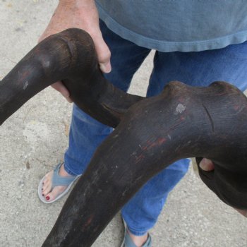 B-Grade 23" Horns on 17" Male Red Hartebeest Skull - $75