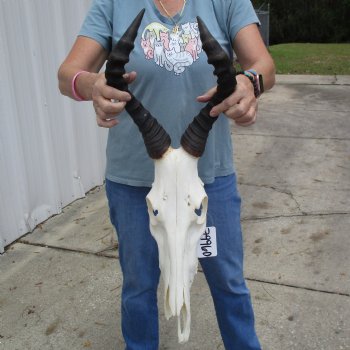 B-Grade 16" Horns on 16" Female Red Hartebeest Skull - $75