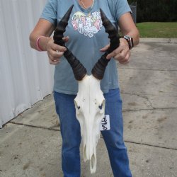 B-Grade 16" Horns on 16" Female Red Hartebeest Skull - $75