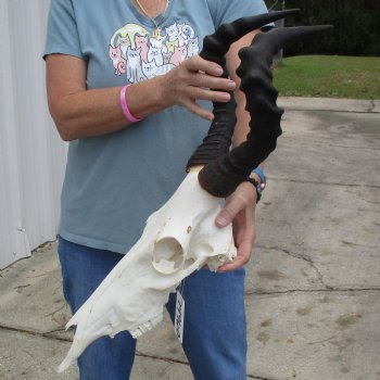 B-Grade 16" Horns on 16" Female Red Hartebeest Skull - $75