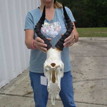 B-Grade 16" Horns on 16" Female Red Hartebeest Skull - $75