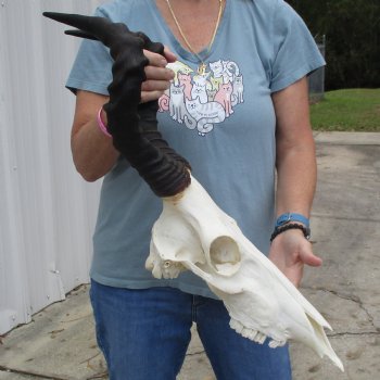 B-Grade 16" Horns on 16" Female Red Hartebeest Skull - $75