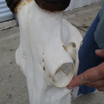 B-Grade 16" Horns on 16" Female Red Hartebeest Skull - $75