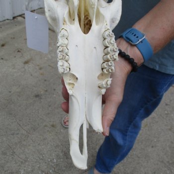 B-Grade 16" Horns on 16" Female Red Hartebeest Skull - $75