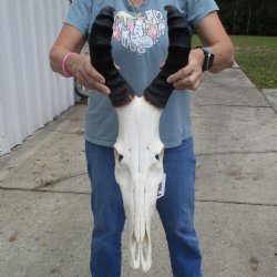 18" Horns on 17" Male Red Hartebeest Skull - $95