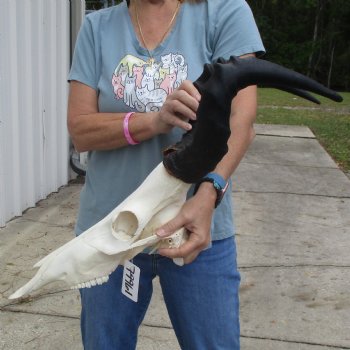 18" Horns on 17" Male Red Hartebeest Skull - $95