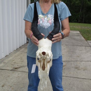 18" Horns on 17" Male Red Hartebeest Skull - $95