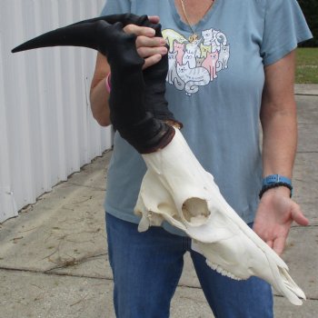 18" Horns on 17" Male Red Hartebeest Skull - $95