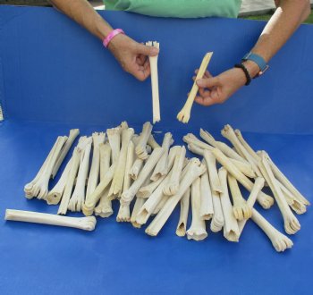 50 Damaged, Deer Leg Bones, 5" to 8" - $25