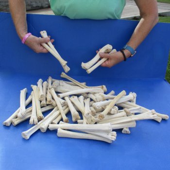 50 Deer Leg Bones, 7" to 9" - $50