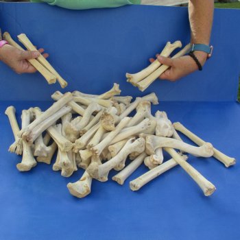 50 Deer Leg Bones, 6" to 9" - $50