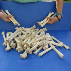 50 Deer Leg Bones, ...