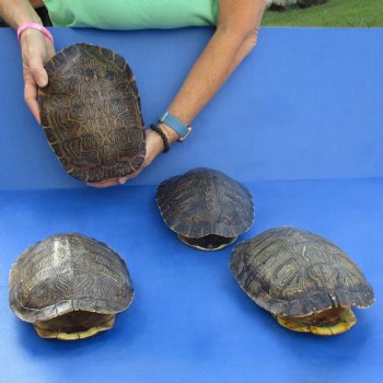 Four 9" Turtle Shells - $85