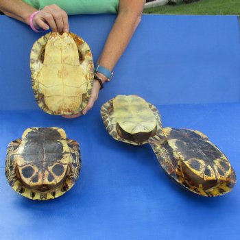 Four 9" Turtle Shells - $85