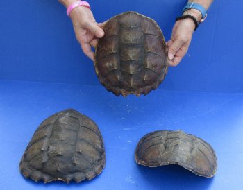 Buy this 3 pc Lot of Common Snapper Turtle Shells measuring 8 to 8-1/2  for $36/lot