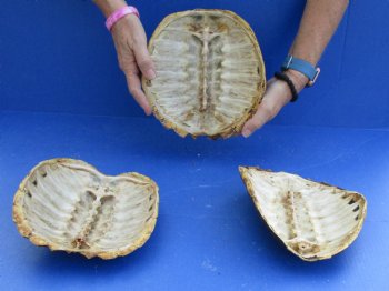 Buy this 3 pc Lot of Common Snapper Turtle Shells measuring 8 to 8-1/2  for $36/lot