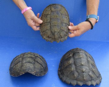 Buy this 3 pc Lot of Common Snapper Turtle Shells measuring 8 to 8-1/2  for $36/lot