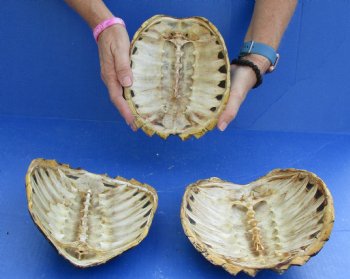 Buy this 3 pc Lot of Common Snapper Turtle Shells measuring 8 to 8-1/2  for $36/lot