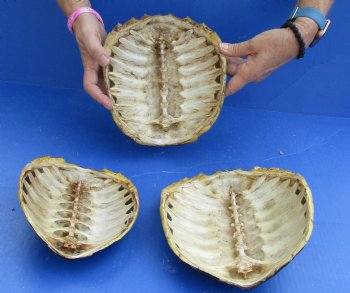 Buy this 3 pc Lot of Common Snapper Turtle Shells measuring 7 to 8-1/2  for $36/lot