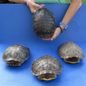 Four 9" Red-Eared Slider Turtle Shells - $85