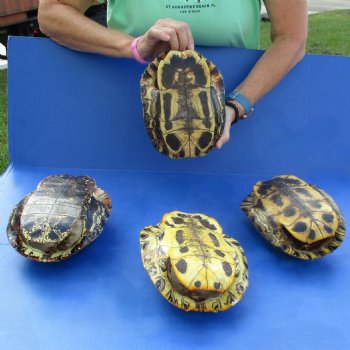 Four 9" Red-Eared Slider Turtle Shells - $85