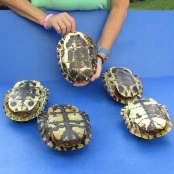 Five 8" Red-Eared Slider Turtle Shells - $85