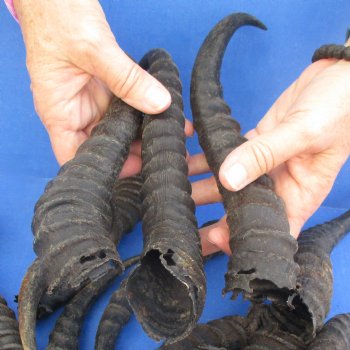 B-Grade 6" to 11" Male Springbok Horns, 20 pc - $50